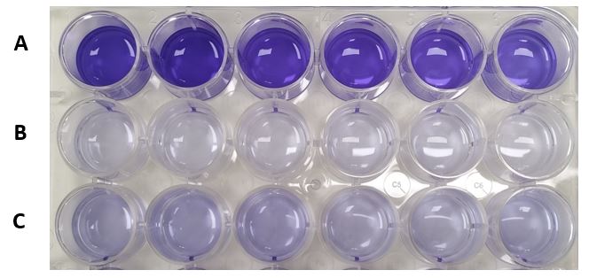 Antibacterial Agent for Healthcare Applications