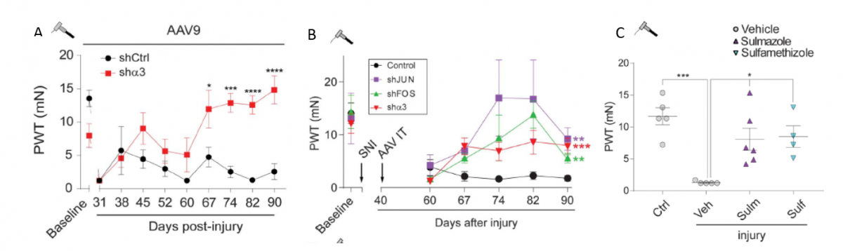 Treating Chronic Pain by Inhibiting Importin Alpha 3