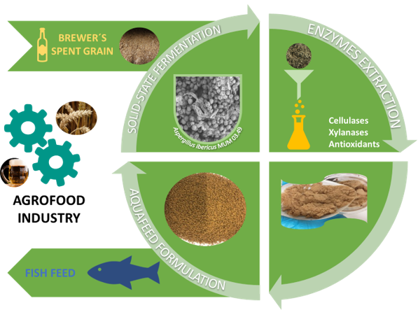 Enzyme-rich extract for Improvement of aquafeeds