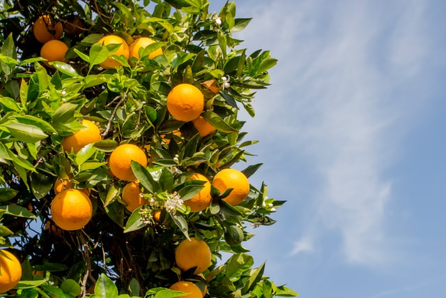 Seeking in-field tools to accurately measure citrus raw juice quality