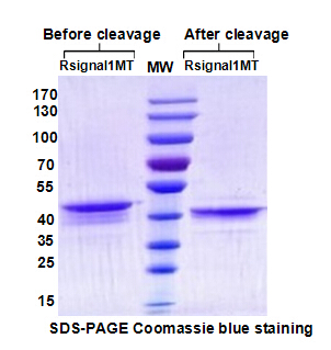 Insect Baculovirus Expression Vector System