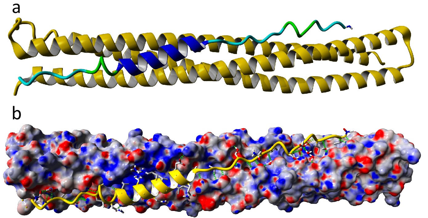 mimetic-polypeptides-for-covid-19-prevention-treatment-and-diagnosis