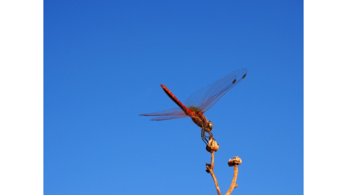 Seeking Solutions to Kill or Repel Flying Insects Inside the Home