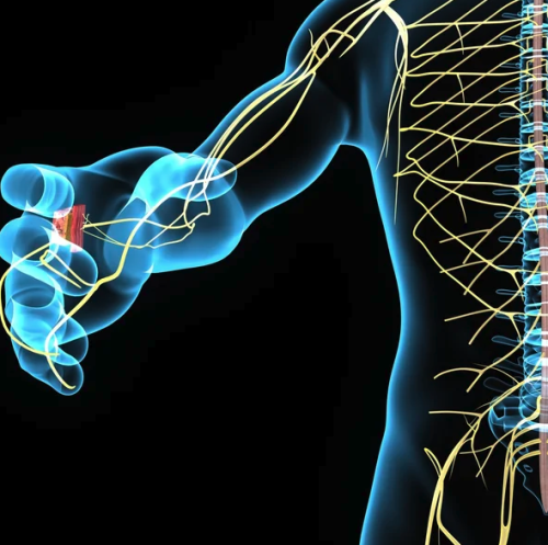 OLFABIONERVE - Olfatory mesenchymal stem cells for peripheral nerve regeneration